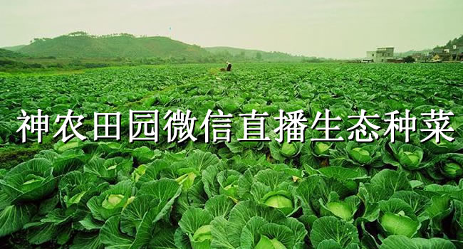 “農(nóng)”也會玩，三位88后“神農(nóng)”微信直播種菜（珠海網(wǎng)訊互聯(lián)網(wǎng)站建設(shè)網(wǎng)配圖）